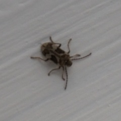 Ptinomorphus imperialis