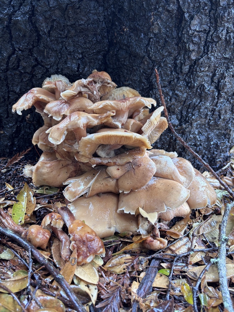 Honey Mushroom · May 2026 · photo: Photo: (c) reagan peschke, some rights reserved (CC BY) · iNaturalist