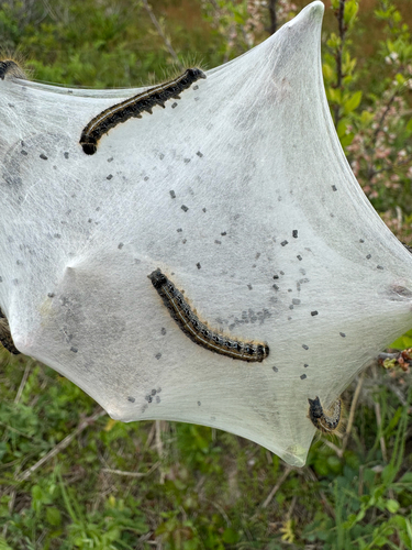 Eastern Tent Caterpillar Moth
