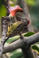 Melanerpes striatus