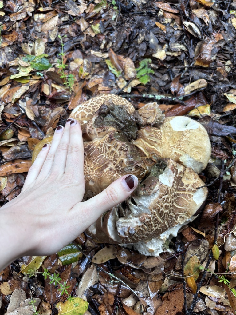 Barrow's Bolete · May 2026 · photo: Photo: (c) reagan peschke, some rights reserved (CC BY) · iNaturalist