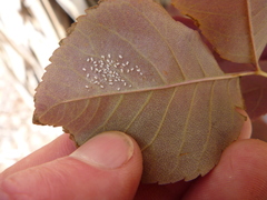 Siphoninus phillyreae