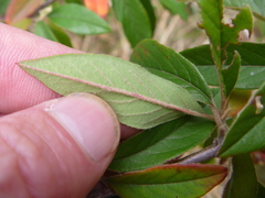 Cotoneaster × watereri