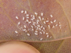 Siphoninus phillyreae