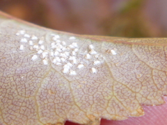 Siphoninus phillyreae