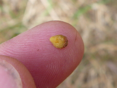 Cotoneaster × watereri