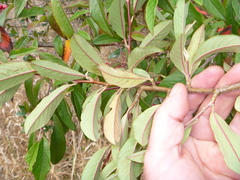 Cotoneaster × watereri