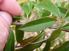 Cotoneaster × watereri