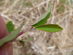 Cotoneaster × watereri