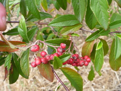 Cotoneaster × watereri