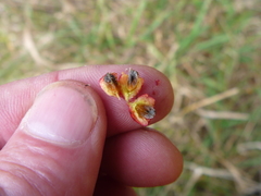 Cotoneaster × watereri