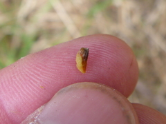 Cotoneaster × watereri