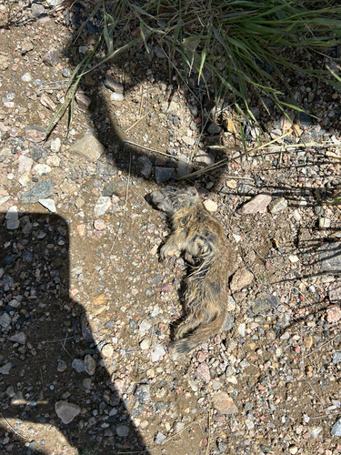Wyoming Ground Squirrel observed by desert_hambone