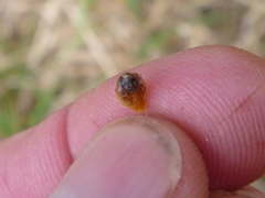 Cotoneaster × watereri