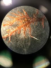 Chondracanthus teedei