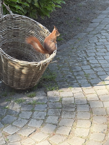 Eurasian Red Squirrel