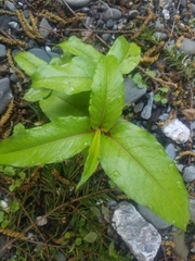 Koenigia polystachya