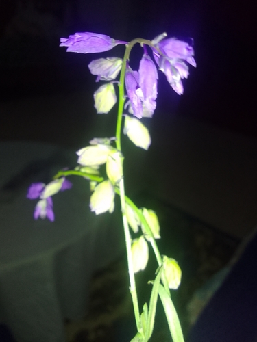 Nice Milkwort