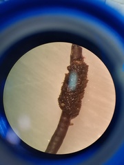 Cladostephus spongiosus