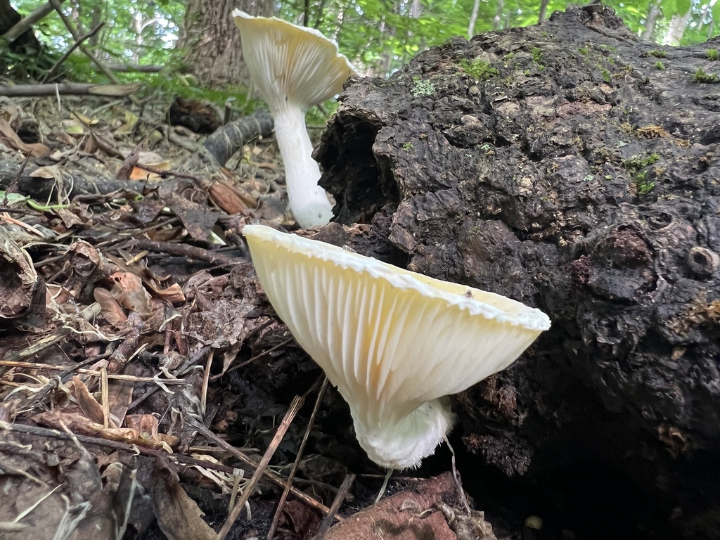 Lynx Paw Oyster
