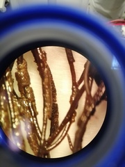 Cladostephus spongiosus