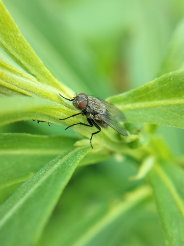 Pollenia rudis observed 2026-05-28