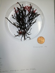 Cladostephus spongiosus