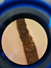 Cladostephus spongiosus