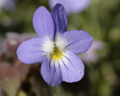 Viola bicolor