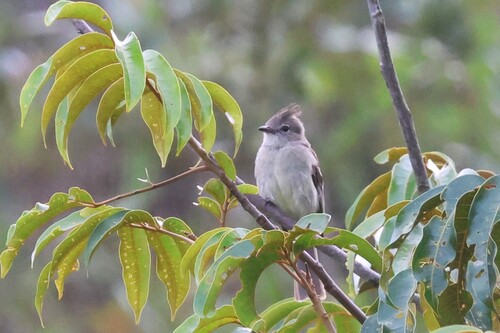 Plain-crested Elaenia (Elaenia cristata)