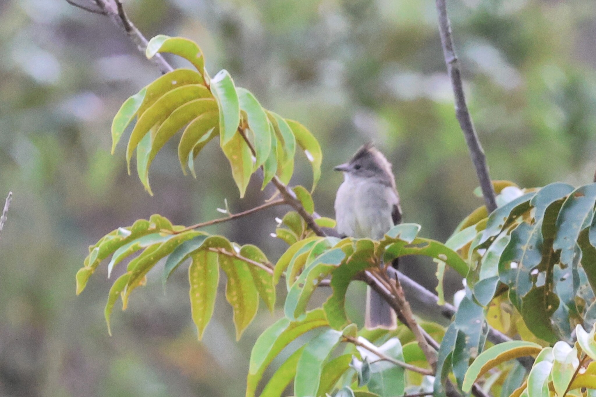 Plain-crested Elaenia (Elaenia cristata), photo 2