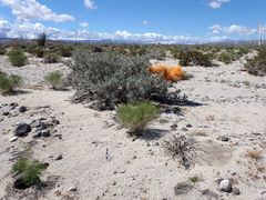 Cuscuta psorothamnensis