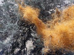 Cuscuta psorothamnensis