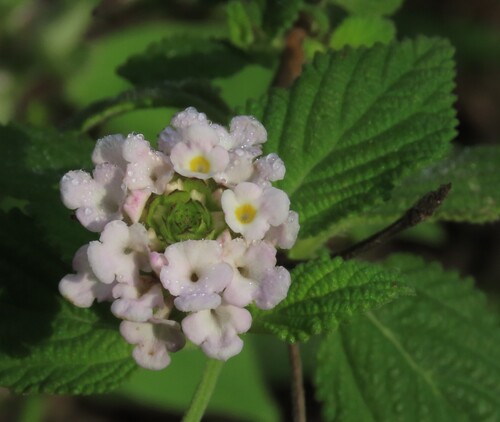 Lantana velutina, photograph 2