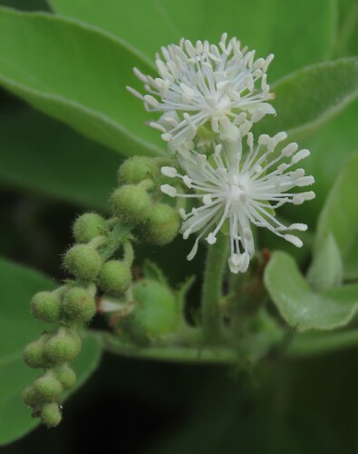 Croton humilis, photograph 1