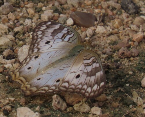 White Peacock photo 5