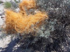 Cuscuta psorothamnensis