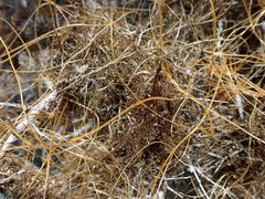 Cuscuta psorothamnensis