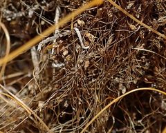 Cuscuta psorothamnensis