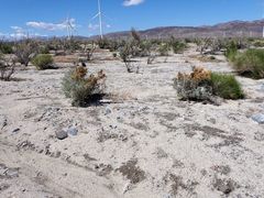Cuscuta psorothamnensis