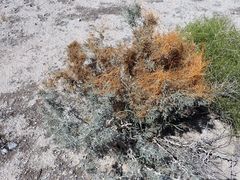 Cuscuta psorothamnensis