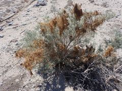 Cuscuta psorothamnensis