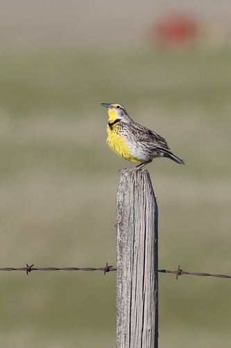 Western Meadowlark