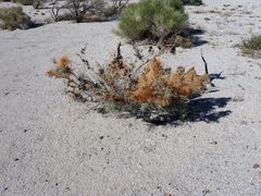 Cuscuta psorothamnensis