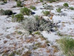 Cuscuta psorothamnensis