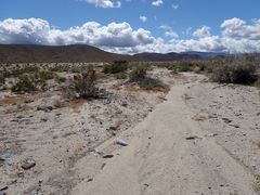 Cuscuta psorothamnensis