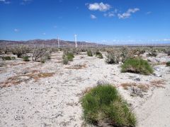 Cuscuta psorothamnensis