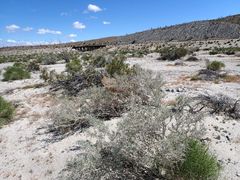 Cuscuta psorothamnensis