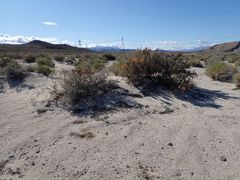 Cuscuta psorothamnensis