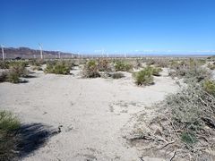 Cuscuta psorothamnensis